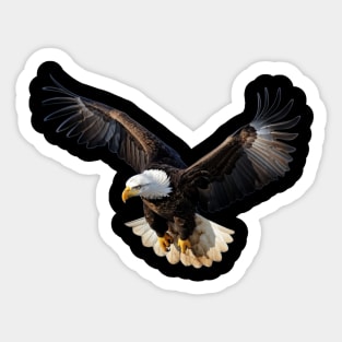 Flight of the Majestic Bald Eagle Sticker